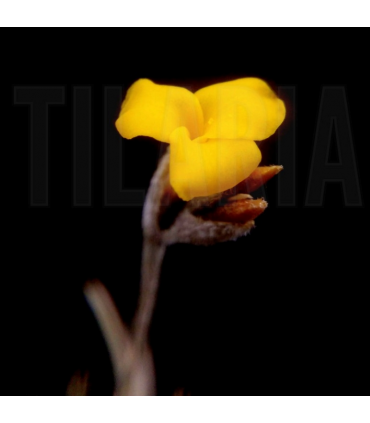 Tillandsia crocata