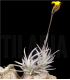 Tillandsia crocata