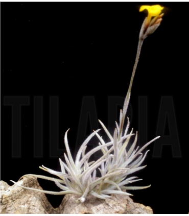 Tillandsia crocata