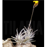 Tillandsia crocata (flor amarilla)
