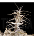 Tillandsia diaguitensis