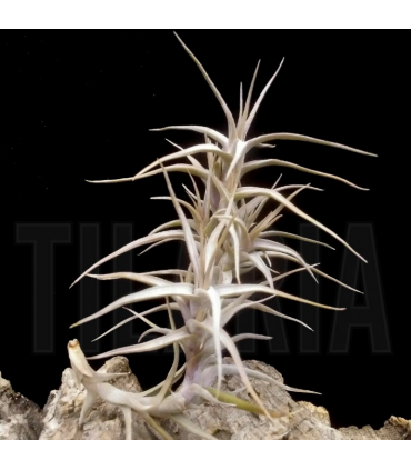 Tillandsia diaguitensis