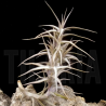 Tillandsia diaguitensis