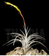 Tillandsia karwinskyana M