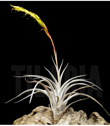Tillandsia karwinskyana M