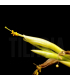 Tillandsia karwinskyana M