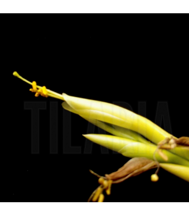 Tillandsia karwinskyana M