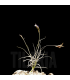 Tillandsia mallemontii x caliginosa