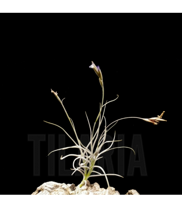Tillandsia mallemontii x caliginosa