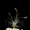 Tillandsia mallemontii x caliginosa