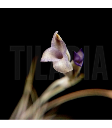 Tillandsia mallemontii x caliginosa