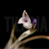 Tillandsia mallemontii x caliginosa