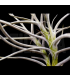 Tillandsia mallemontii x caliginosa