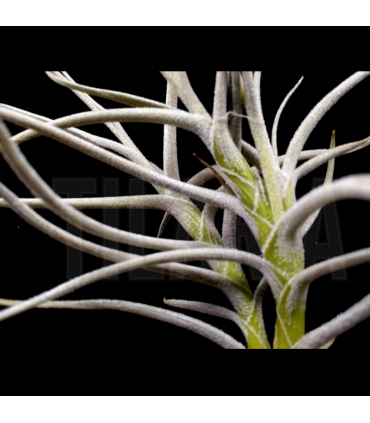 Tillandsia mallemontii x caliginosa