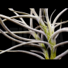 Tillandsia mallemontii x caliginosa