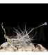 Tillandsia mallemontii x bandensis