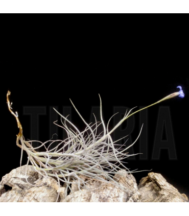 Tillandsia mallemontii x bandensis
