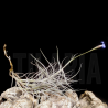 Tillandsia mallemontii x bandensis