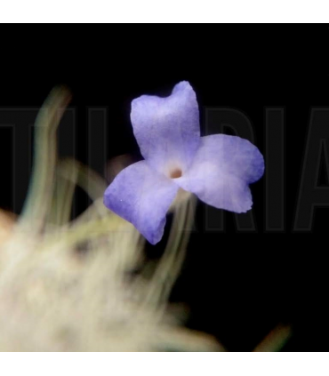 Tillandsia mallemontii x bandensis