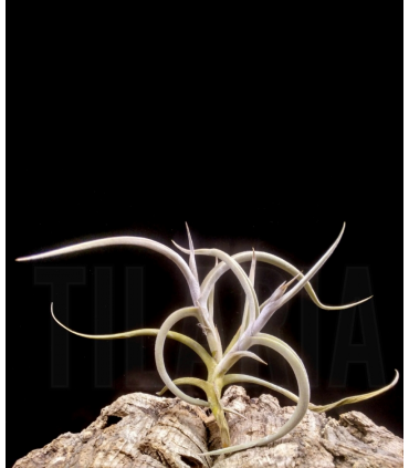 Tillandsia myosura f. major