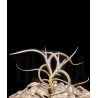 Tillandsia myosura f. major