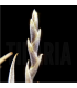 Tillandsia myosura f. major