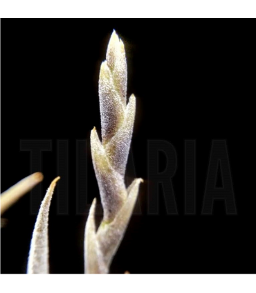 Tillandsia myosura f. major