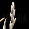 Tillandsia myosura f. major