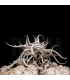 Tillandsia myosura (clump seedlings)