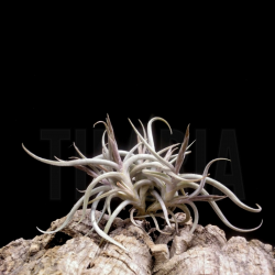 Tillandsia myosura (clump seedlings)