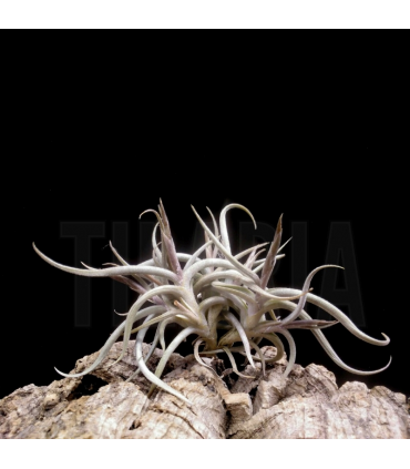 Tillandsia myosura (clump seedlings)