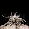 Tillandsia myosura (clump seedlings)
