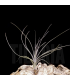 Tillandsia mallemontii x linearis