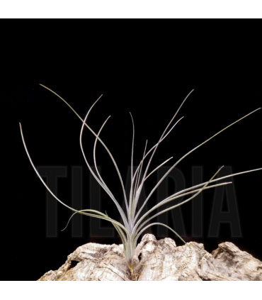 Tillandsia mallemontii x linearis