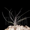 Tillandsia mallemontii x linearis