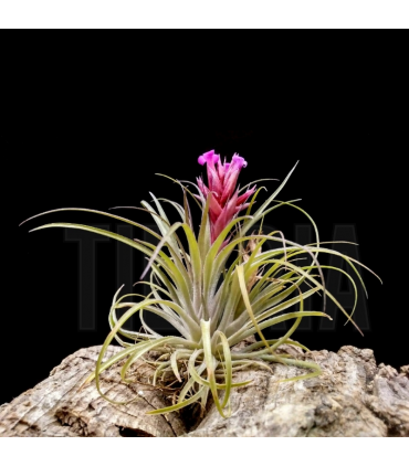 Tillandsia 'Remember Bob Holm'