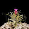 Tillandsia 'Remember Bob Holm'