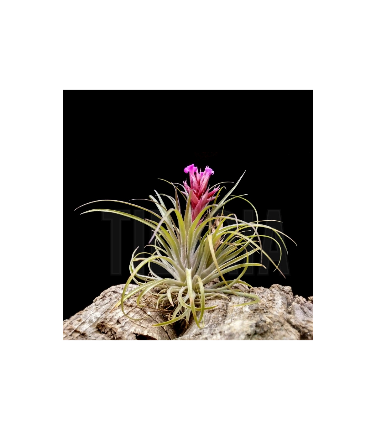 Tillandsia (geminiflora x sucrei) x globosa