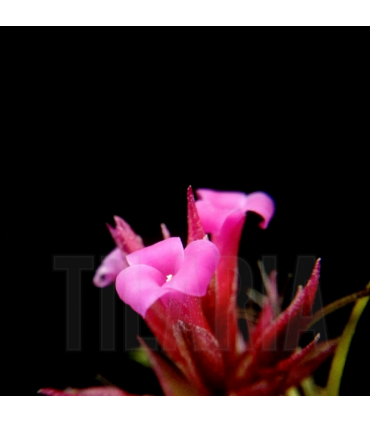 Tillandsia 'Remember Bob Holm'