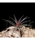 Tillandsia aeranthos x tenuifolia 'amethyst'