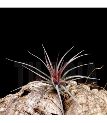 Tillandsia aeranthos x tenuifolia 'amethyst'