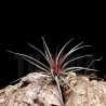 Tillandsia aeranthos x tenuifolia 'amethyst'