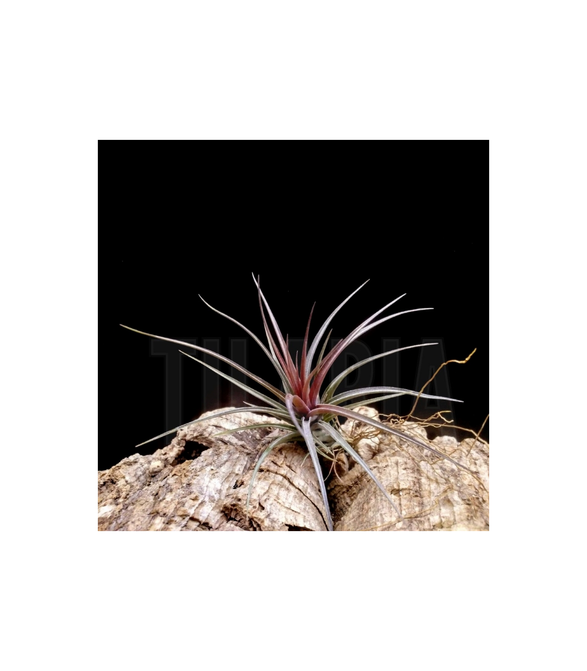 Tillandsia aeranthos x tenuifolia 'amethyst'
