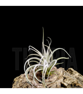 Tillandsia Singapore Sling
