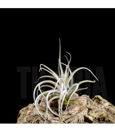 Tillandsia Singapore Sling