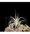 Tillandsia Singapore Sling