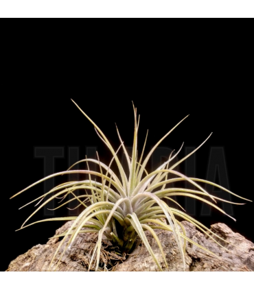Tillandsia x rectifolia