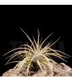 Tillandsia x rectifolia
