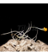 Tillandsia Buttercup