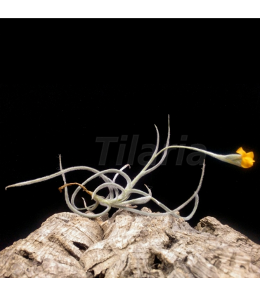 Tillandsia Buttercup